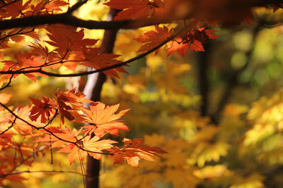 Close-up of maple leaves against blurred background