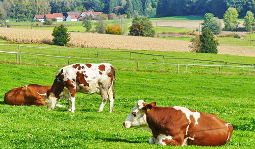 Cows grazing in a field