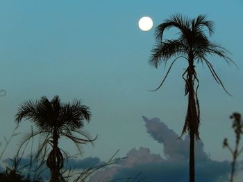 Low angle view of silhouette palm tree against sky