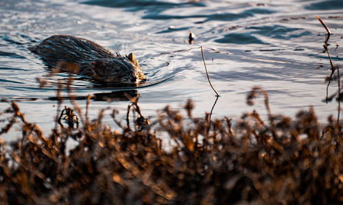 Birds swimming in lake