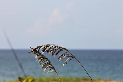 Close-up of wilted plant by sea against sky