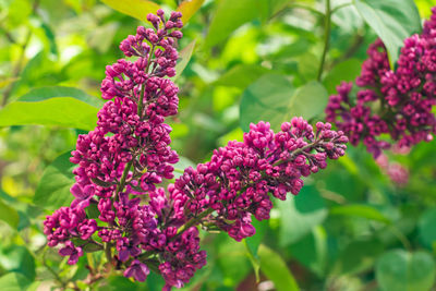 plant