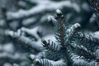 Close-up of pine tree during winter