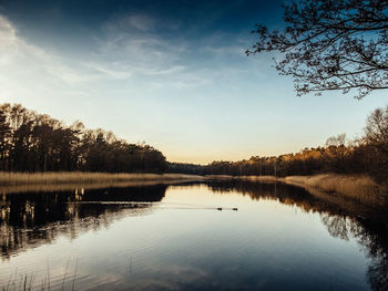 Reflection of trees in calm lake