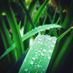 Close-up of wet grass