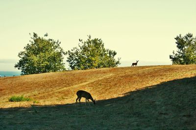 Horses grazing on field