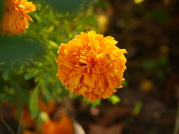 Close-up of marigold blooming outdoors