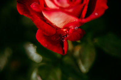 Close-up of rose flower