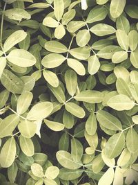 Full frame shot of leaves
