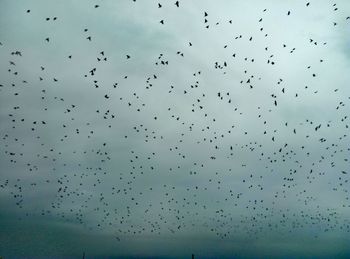 Low angle view of birds flying against the sky