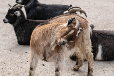 View of goats on land