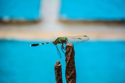 Close-up of dragonfly on rusty iron rod