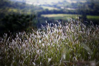 Close-up of plants growing on land