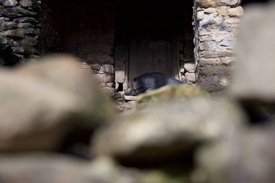 View of a cat resting