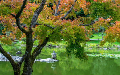 Trees by lake during autumn