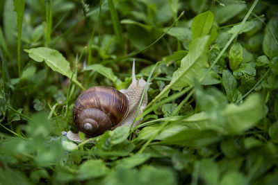 Close-up of snail on plant