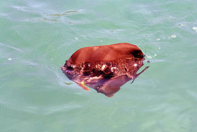 High angle view of fish swimming in lake