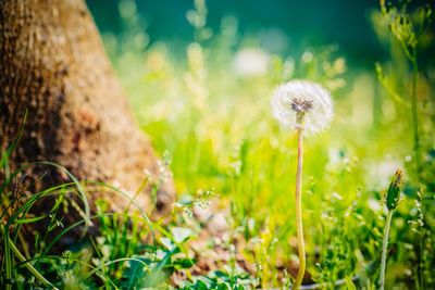 Dandelion growing on field