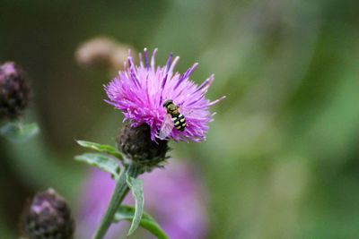 Close-up of purple pollinating flower