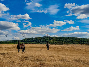 View of horses on field against sky