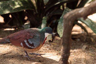 Close-up of bird perching outdoors