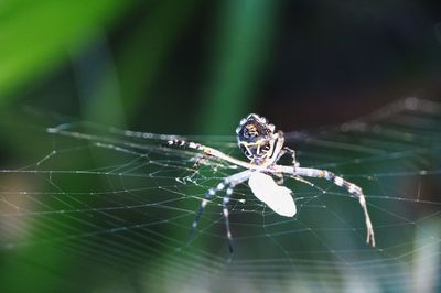 Close-up of spider on web