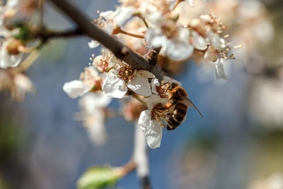 Close-up of bee on cherry blossom