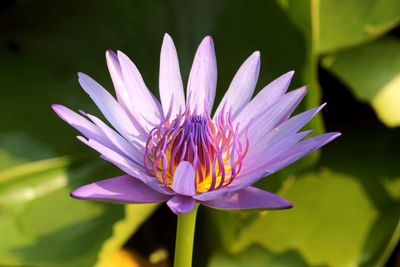 High angle view of water lily blooming in pond 