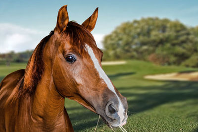 Close-up of horse in ranch