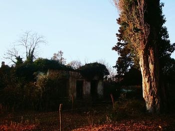 Trees on field against clear sky