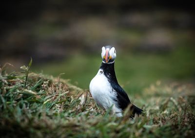 Side view of a bird on grass