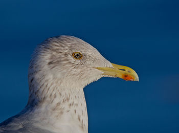 Close-up of seagull against blue sky