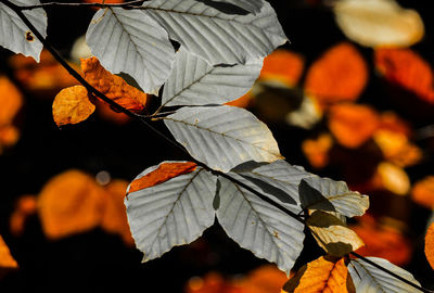 Close-up of maple leaf