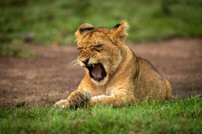 Close-up of lion cub yawning on grass