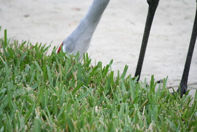 Close-up of lizard on field