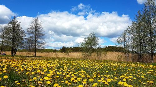 Scenic view of flowering plants on field against sky