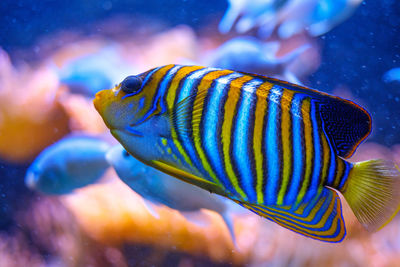 Close-up of fish swimming in sea