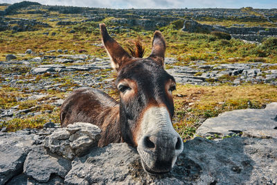 Close-up of a donkey on rock