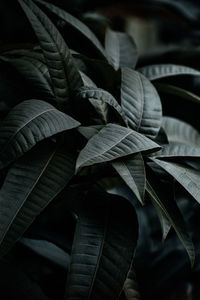 Close-up of leaves