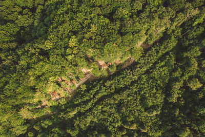 High angle view of plants