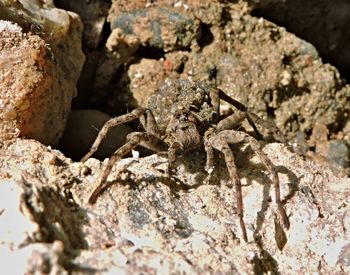 Close-up of tarantula on rock