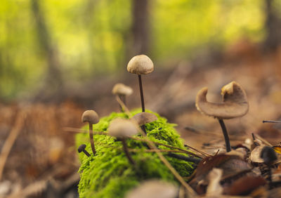 nature