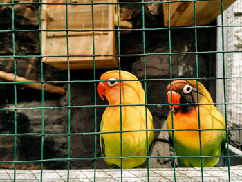 Close-up of parrot in cage