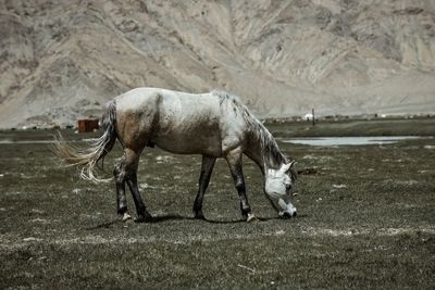 Horse standing on field