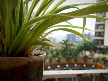 Close-up of potted plant
