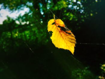 Close-up of butterfly on yellow leaf