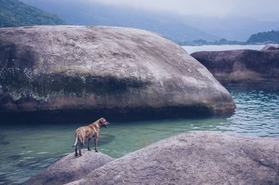 Dog standing on rock at beach
