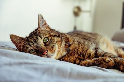 Cat lying on bed at home