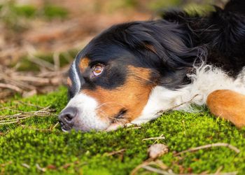 Close-up of dog