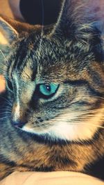 Close-up of cat